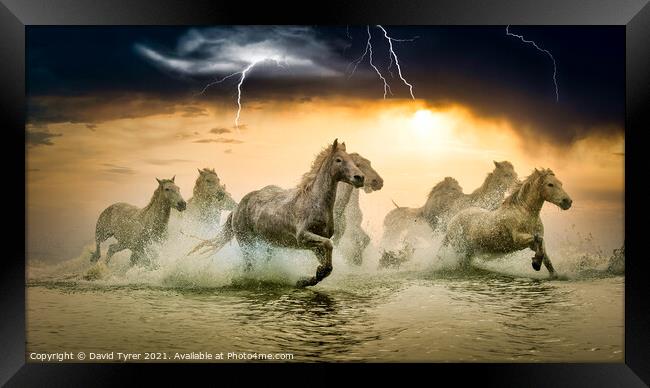 Galloping Camargue Horses Amidst Storm Framed Print by David Tyrer