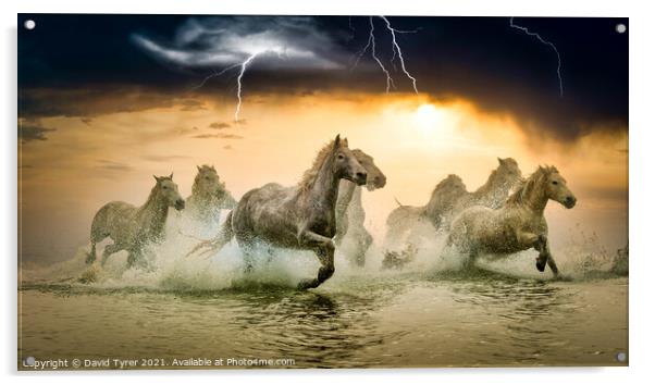 Galloping Camargue Horses Amidst Storm Acrylic by David Tyrer