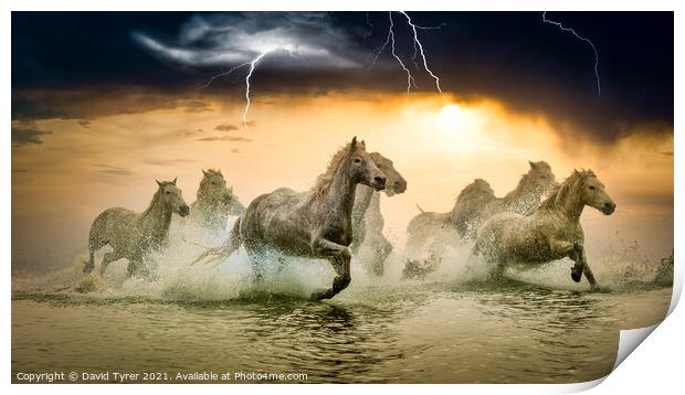 Galloping Camargue Horses Amidst Storm Print by David Tyrer