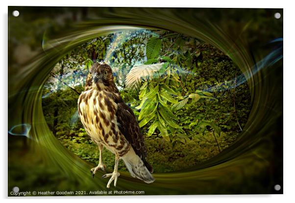 Falcon's Haunt Acrylic by Heather Goodwin