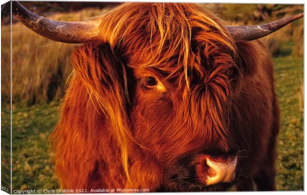 Highland Cattle Calf Canvas Print by Chris Drabble