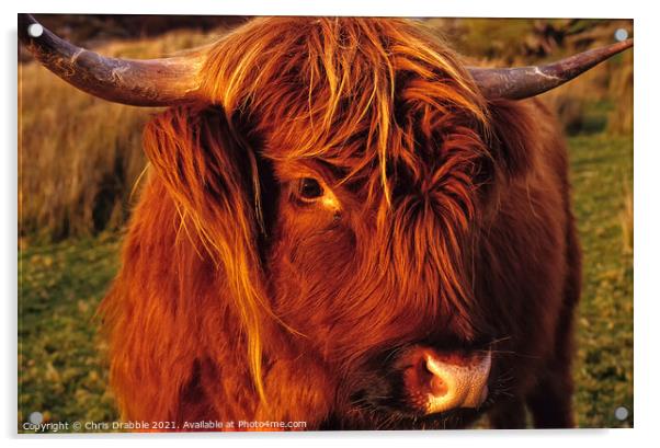 Highland Cattle Calf Acrylic by Chris Drabble