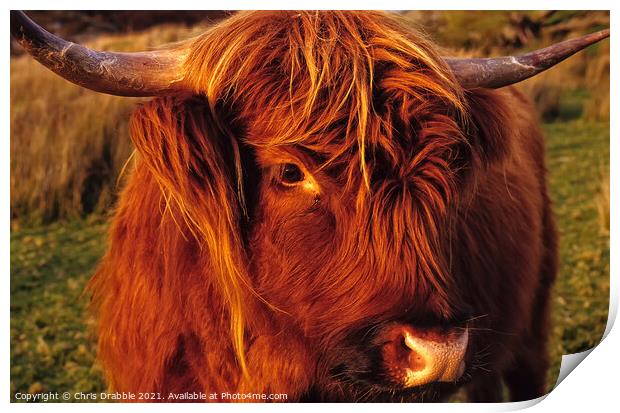 Highland Cattle Calf Print by Chris Drabble