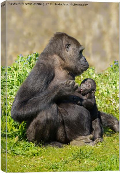 Gorilla Mother And Her Nursing Baby Canvas Print by rawshutterbug 