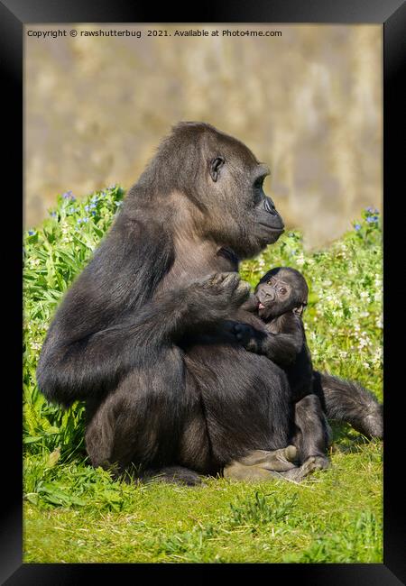 Gorilla Mother And Her Nursing Baby Framed Print by rawshutterbug 