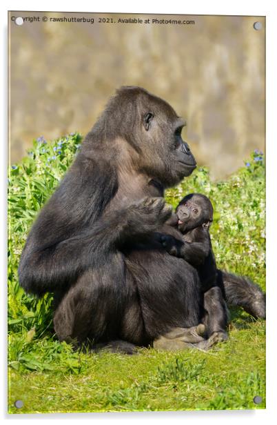 Gorilla Mother And Her Nursing Baby Acrylic by rawshutterbug 