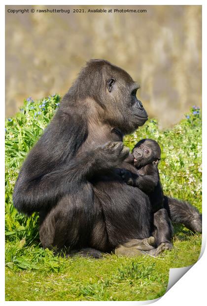 Gorilla Mother And Her Nursing Baby Print by rawshutterbug 