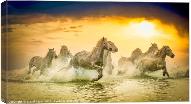 Dusk Dance of Camargue Equines Canvas Print by David Tyrer