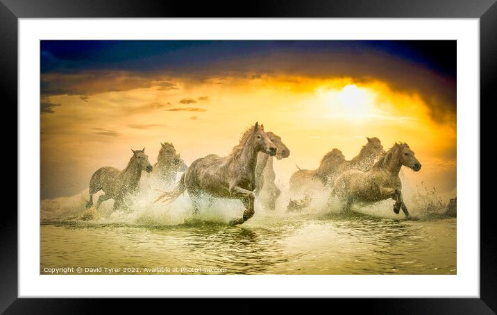 Dusk Dance of Camargue Equines Framed Mounted Print by David Tyrer