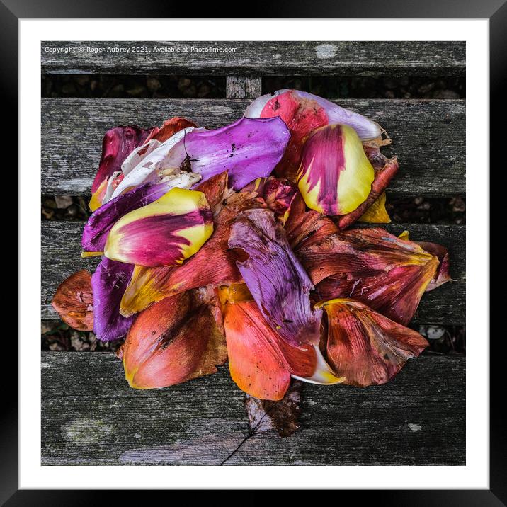 Tulip Petals on wood Framed Mounted Print by Roger Aubrey