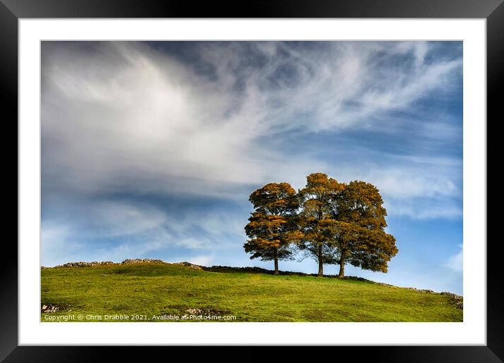 Three trees in Hall Dale Framed Mounted Print by Chris Drabble