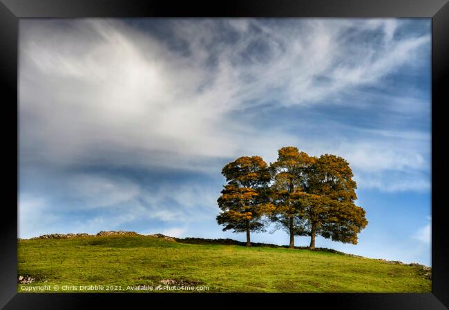 Three trees in Hall Dale Framed Print by Chris Drabble