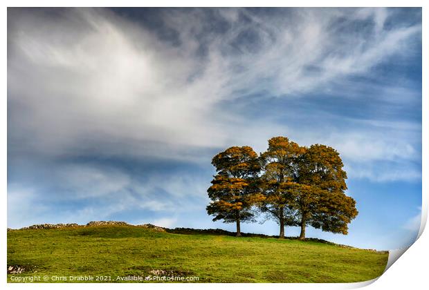 Three trees in Hall Dale Print by Chris Drabble