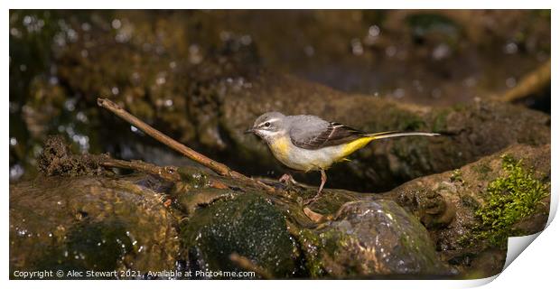 Grey Wagtail Print by Alec Stewart