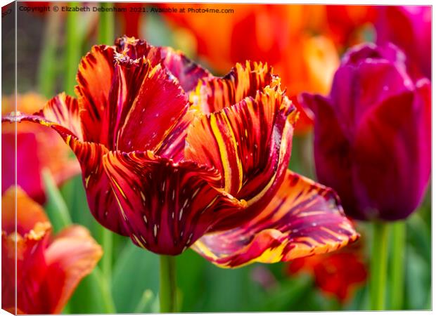 Stripey Red and Orange Tulip Canvas Print by Elizabeth Debenham