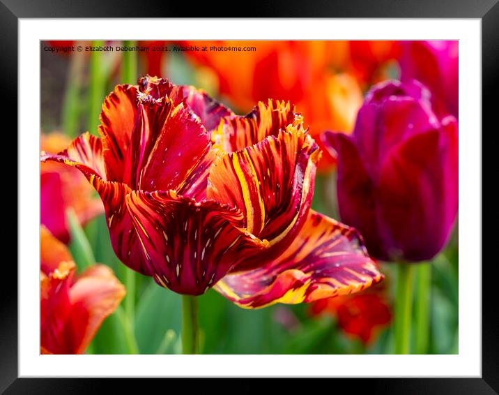 Stripey Red and Orange Tulip Framed Mounted Print by Elizabeth Debenham