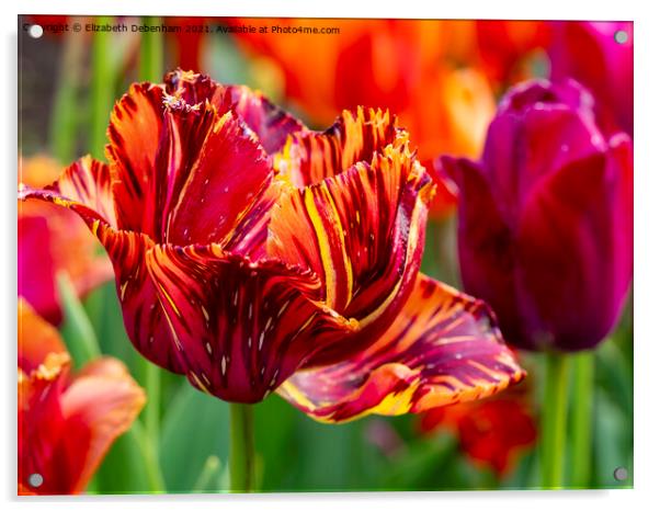 Stripey Red and Orange Tulip Acrylic by Elizabeth Debenham
