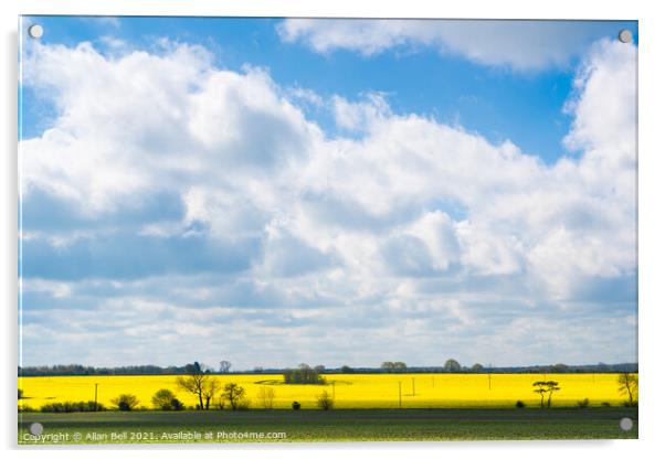 Yellow Rape Blue Sky Acrylic by Allan Bell