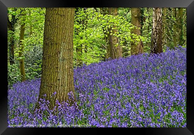 English Bluebells on Woodland Hillside Framed Print by Martyn Arnold