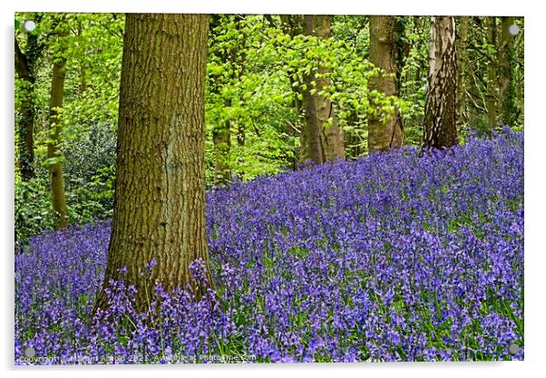 English Bluebells on Woodland Hillside Acrylic by Martyn Arnold