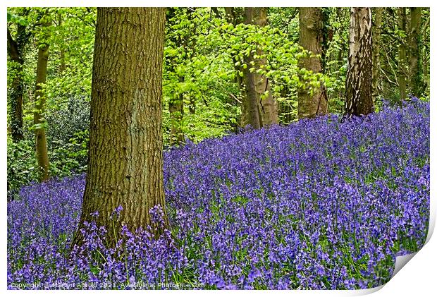 English Bluebells on Woodland Hillside Print by Martyn Arnold