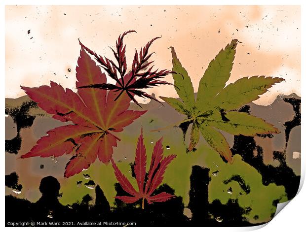 Acer View. Print by Mark Ward