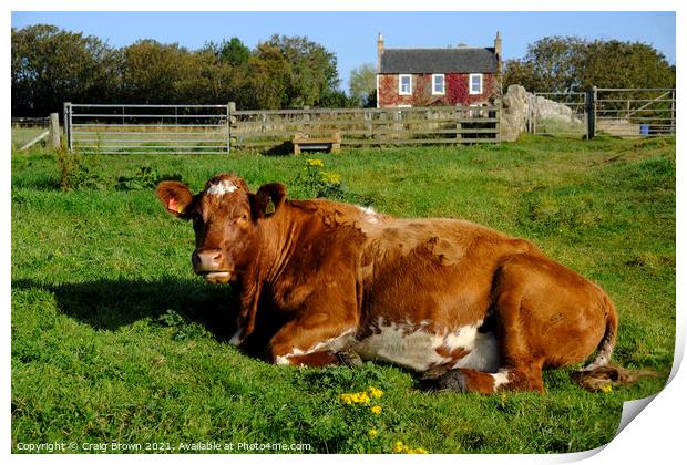 Cow in field Print by Craig Brown