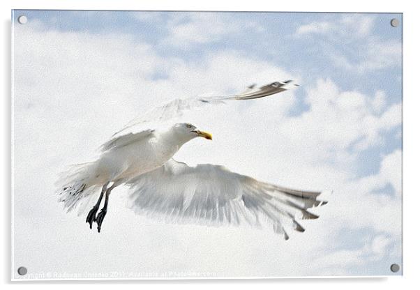 Seagull Acrylic by Radovan Chrenko