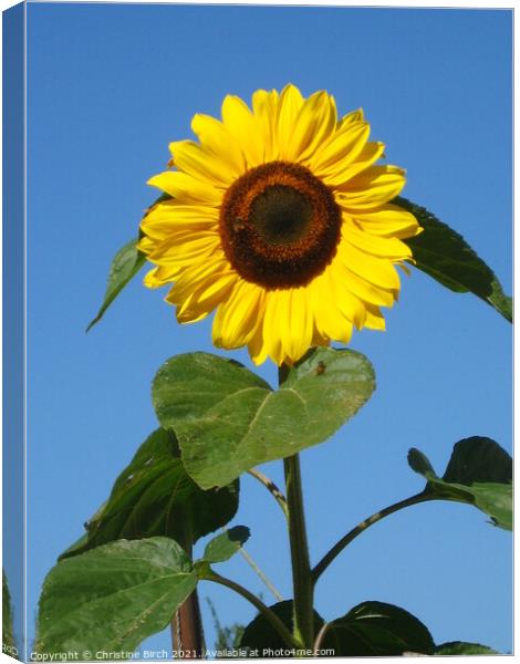 Sunflower against sky Canvas Print by Christine Birch