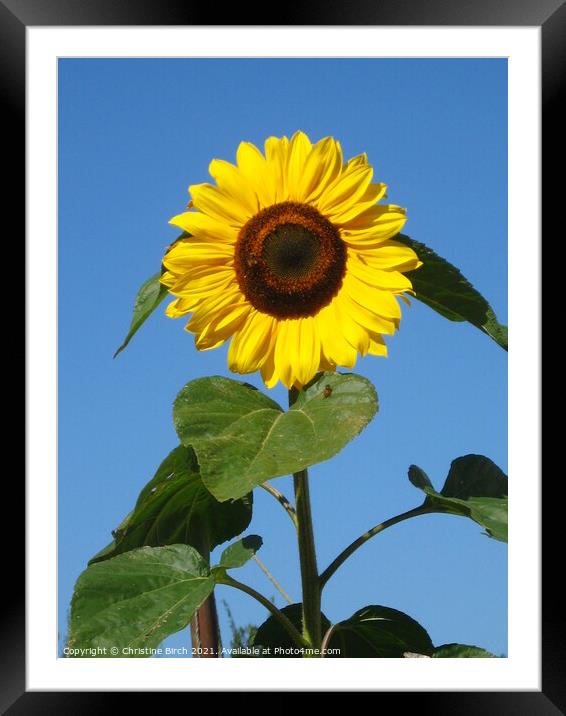 Sunflower against sky Framed Mounted Print by Christine Birch