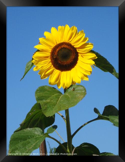 Sunflower against sky Framed Print by Christine Birch