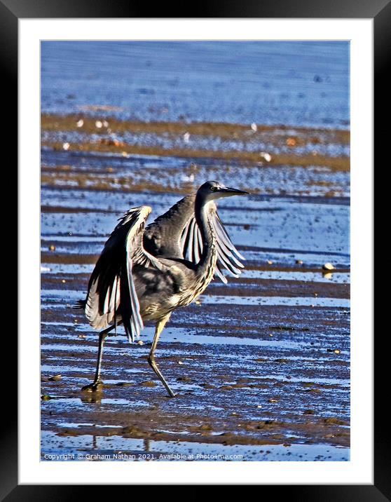 Majestic Gray Heron in its Natural Habitat Framed Mounted Print by Graham Nathan