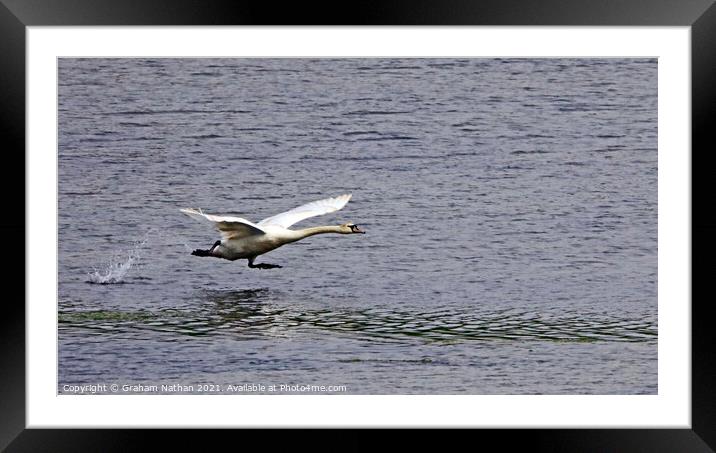 Majestic Swan Soaring Framed Mounted Print by Graham Nathan