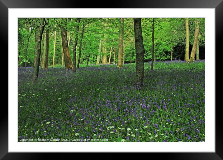 Enchanting Bluebell and Wild Garlic Woods Framed Mounted Print by Graham Nathan