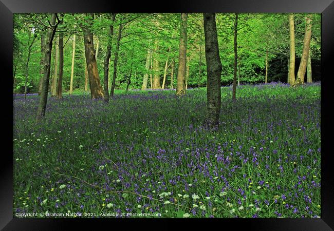 Enchanting Bluebell and Wild Garlic Woods Framed Print by Graham Nathan