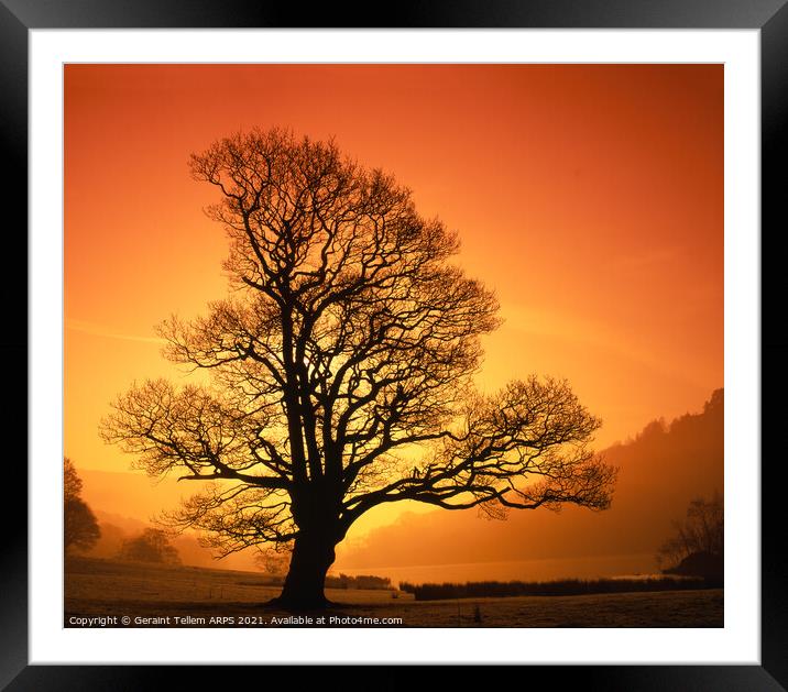 Tree at sunrise, Rydal Water near Grasmere, Lake District, Cumbria, UK Framed Mounted Print by Geraint Tellem ARPS