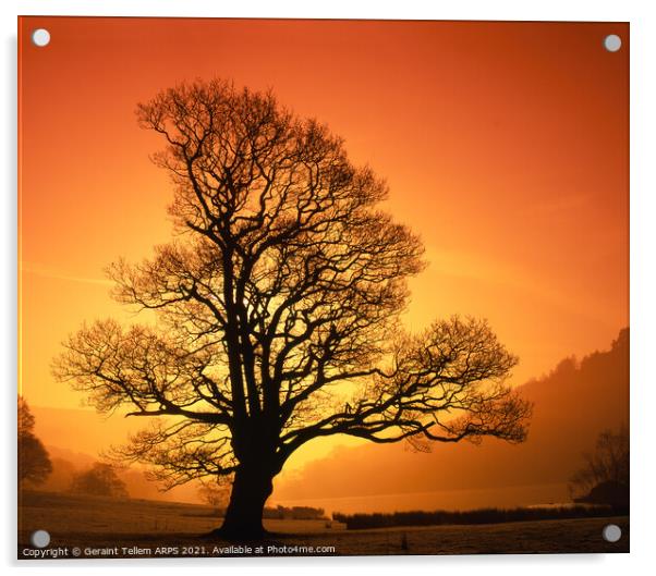 Tree at sunrise, Rydal Water near Grasmere, Lake District, Cumbria, UK Acrylic by Geraint Tellem ARPS