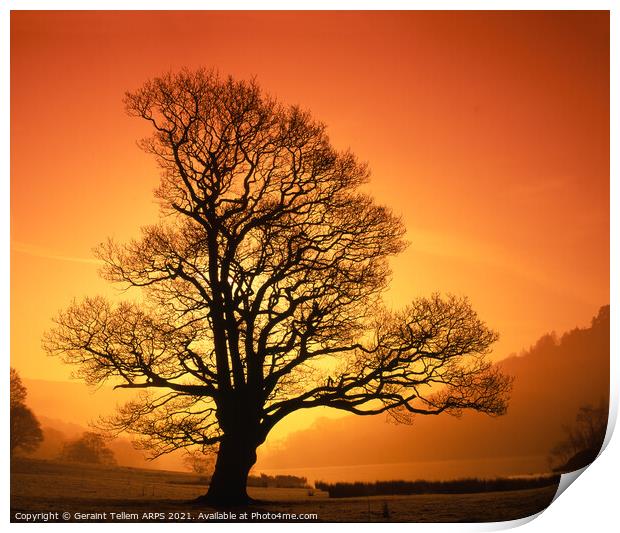 Tree at sunrise, Rydal Water near Grasmere, Lake District, Cumbria, UK Print by Geraint Tellem ARPS