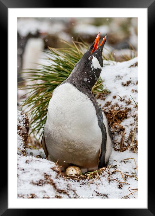 Gentoo Penguin On Its Nest Framed Mounted Print by Steve de Roeck