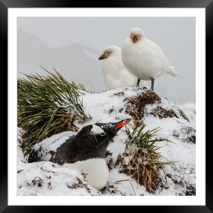 Sheathbills and Gentoo Penguin Framed Mounted Print by Steve de Roeck