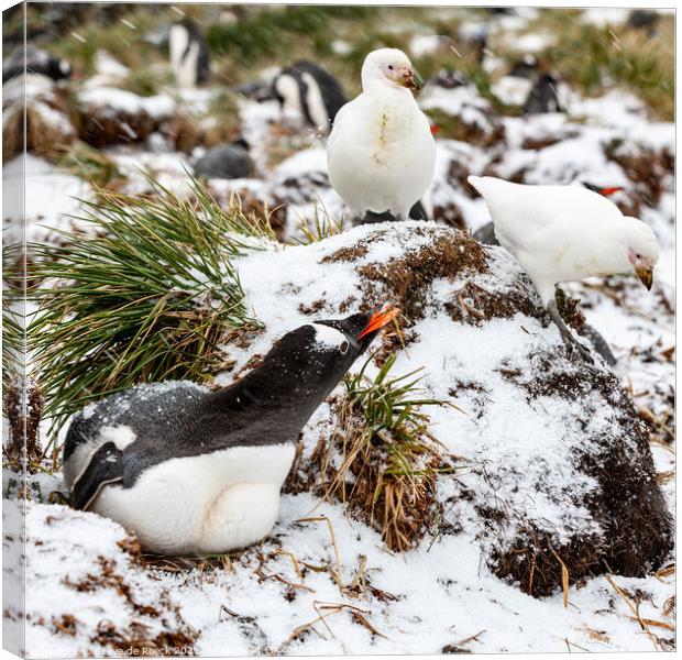 A gentoo penguin defends its nest from marauding sheathbills. Canvas Print by Steve de Roeck