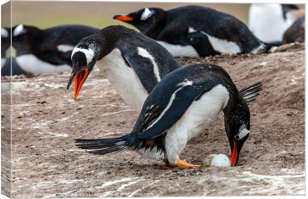 Gentoo Penguins Swap Duties At The Nest Canvas Print by Steve de Roeck