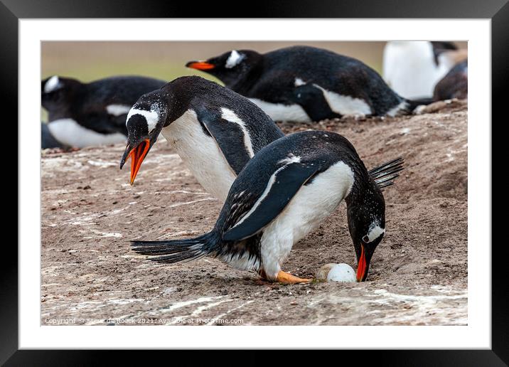 Gentoo Penguins Swap Duties At The Nest Framed Mounted Print by Steve de Roeck