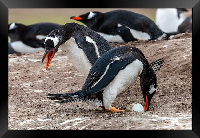 Gentoo Penguins Swap Duties At The Nest Framed Print by Steve de Roeck