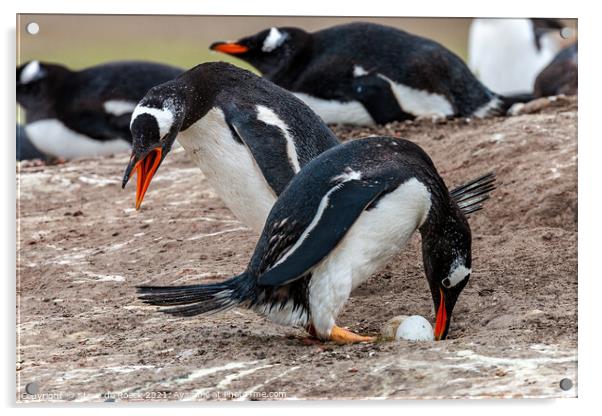 Gentoo Penguins Swap Duties At The Nest Acrylic by Steve de Roeck