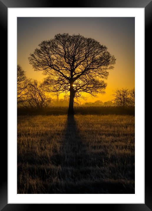 Oak Tree Sunrise Framed Mounted Print by Dave Harbon