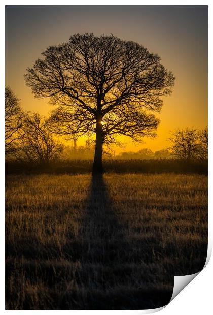 Oak Tree Sunrise Print by Dave Harbon