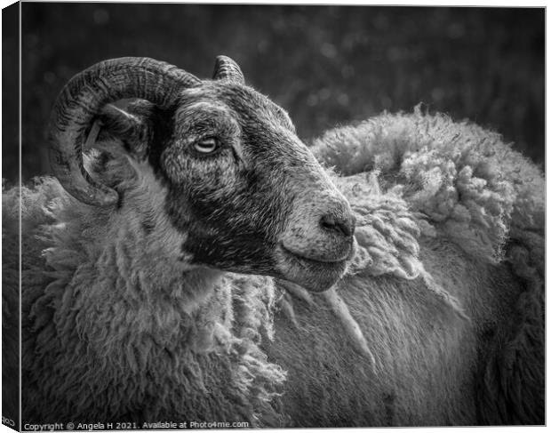 Sheep portrait Canvas Print by Angela H