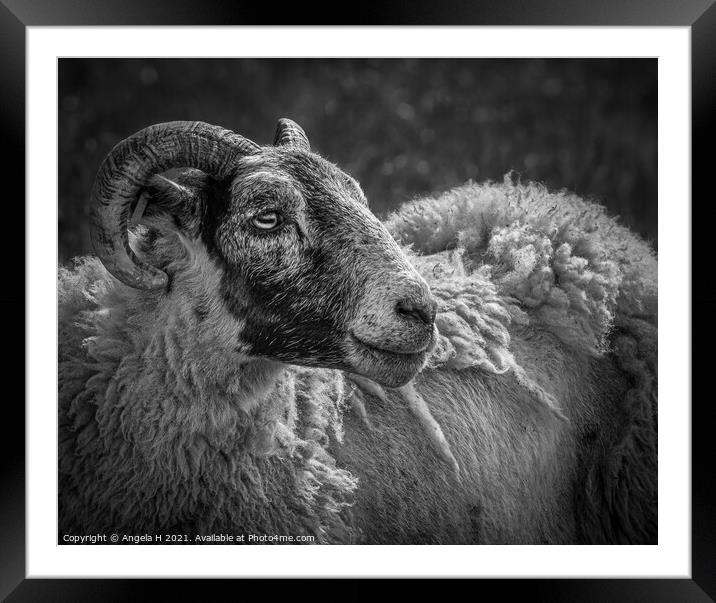 Sheep portrait Framed Mounted Print by Angela H