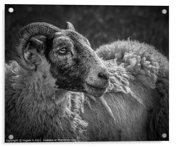Sheep portrait Acrylic by Angela H